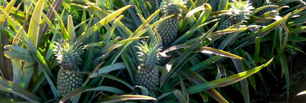 3 octobre 2014 - St-Pierre - Chemin Bassin Martin - Champ d'ananas