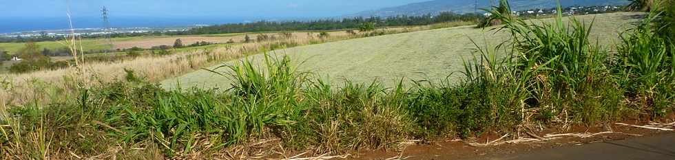 3 octobre 2014 - St-Pierre - Chemin Bassin Martin - Herbages coups