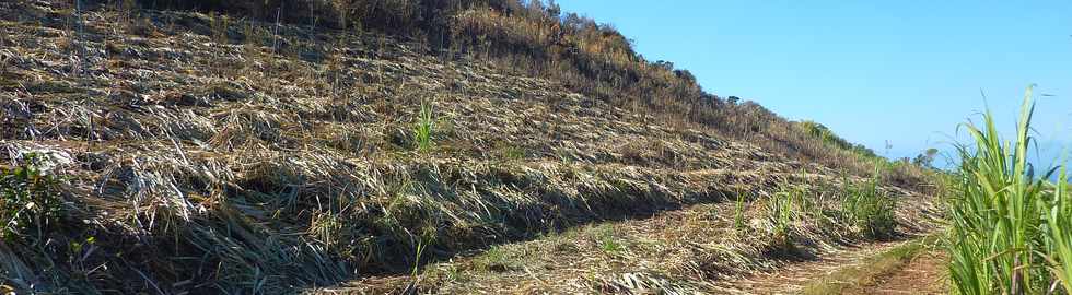 3 octobre 2014 - St-Pierre - Chemin Bassin Martin - Cannes brles