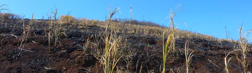 3 octobre 2014 - St-Pierre - Chemin Bassin Martin - Cannes brles