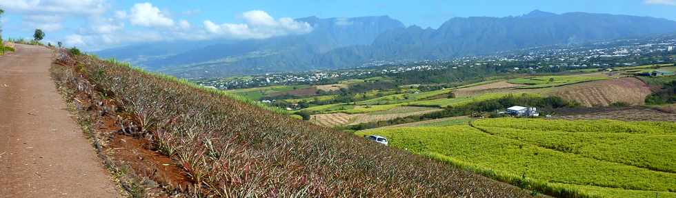 3 octobre 2014 - St-Pierre - Monte au Piton de Bassin Martin -  Ananas