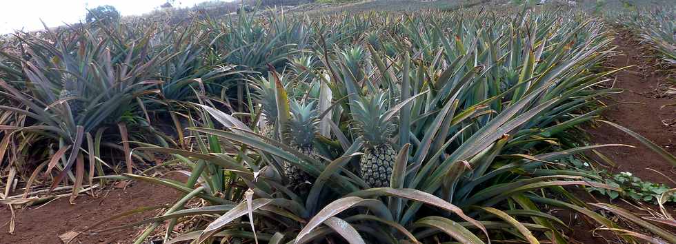 3 octobre 2014 - St-Pierre - Piton de Bassin Martin -  Champ d'ananas