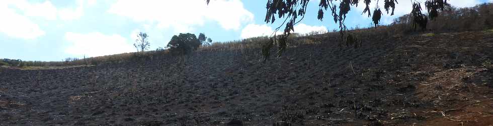 3 octobre 2014 - St-Pierre - Piton de Bassin Martin -  Zones incendies