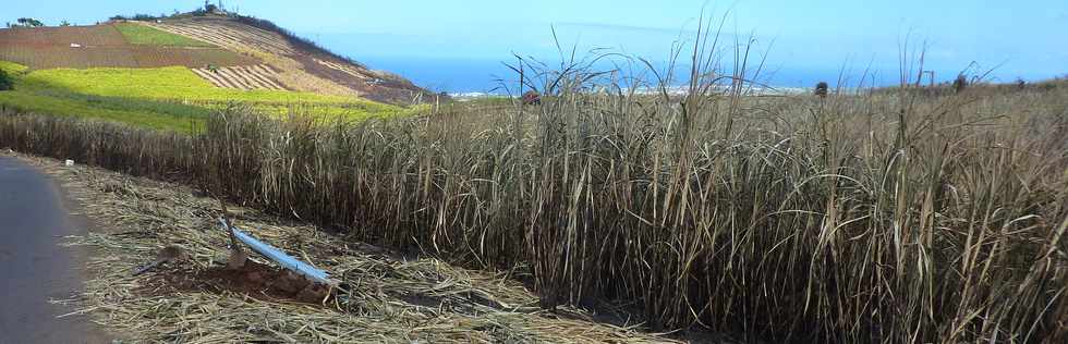 3 octobre 2014 - St-Pierre - Piton de Bassin Martin -  Cannes incendies