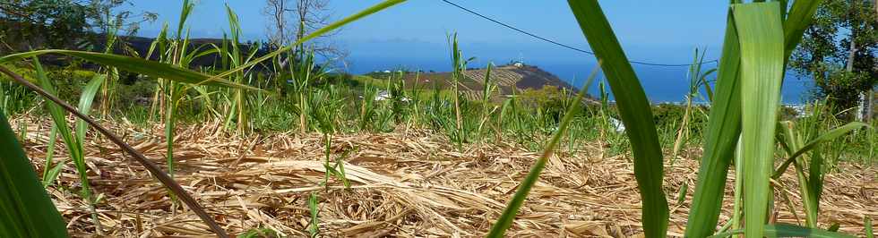 3 octobre 2014 - St-Pierre - Piton de Bassin Martin -