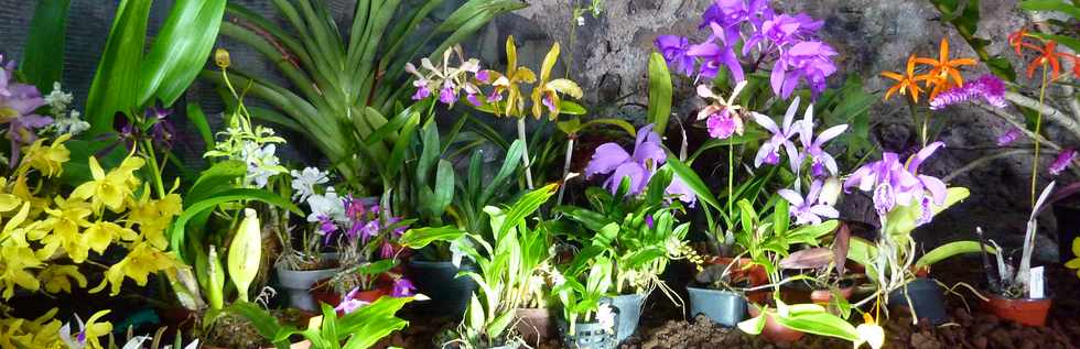 5 octobre 2014 - Ravine des Cabris - Exposition Orchidophiles du Sud - Salle Moulin  Caf