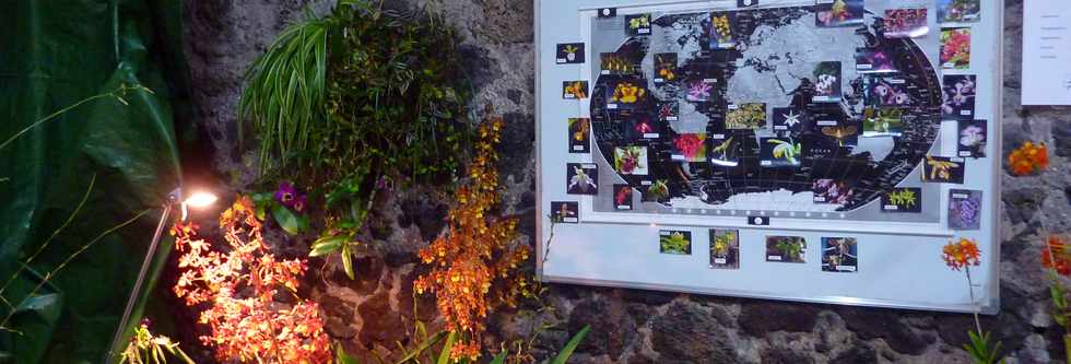 5 octobre 2014 - Ravine des Cabris - Exposition Orchidophiles du Sud - Salle Moulin à Café