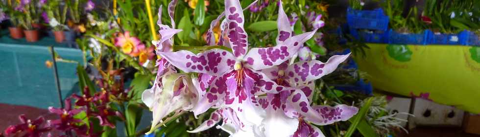 5 octobre 2014 - Ravine des Cabris - Exposition Orchidophiles du Sud - Salle Moulin  Caf