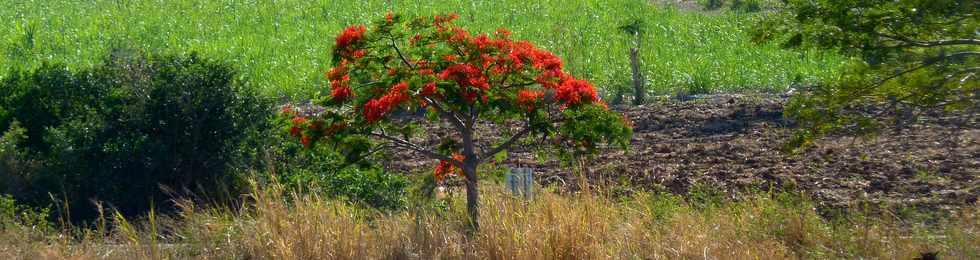 8 octobre 2014 - St-Pierre - Flamboyant en fleurs