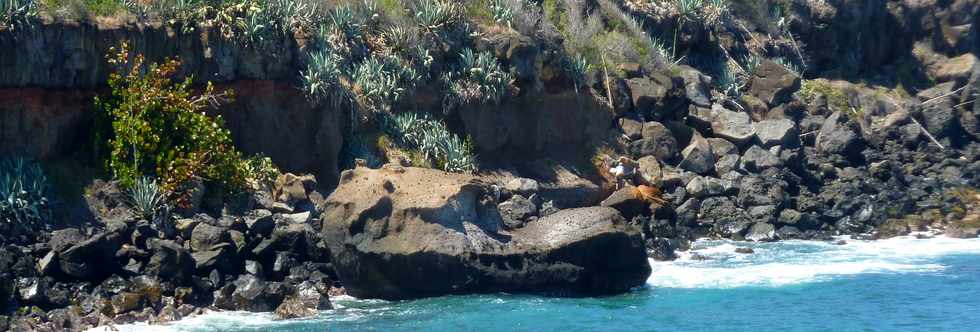 12 octobre 2014 - St-Pierre - Pointe du Diable, un site naturel remarquable - par Olivier Hoarau (Ple valorisation du patrimoine) - Bloc de ponces et cendres tomb  la mer