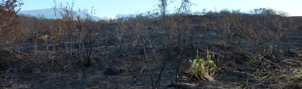 15 octobre 2014 - St-Pierre - zone incendie