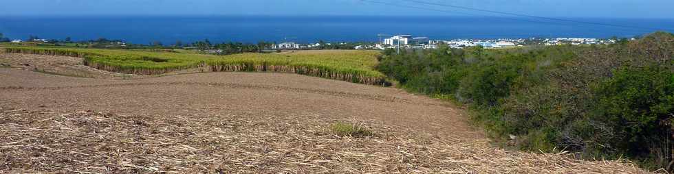 19 octobre 2014 - St-Pierre - Champs de canne  Bassin Plat