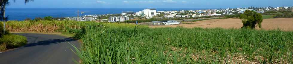 19 octobre 2014 - St-Pierre - Champs de canne  Bassin Plat