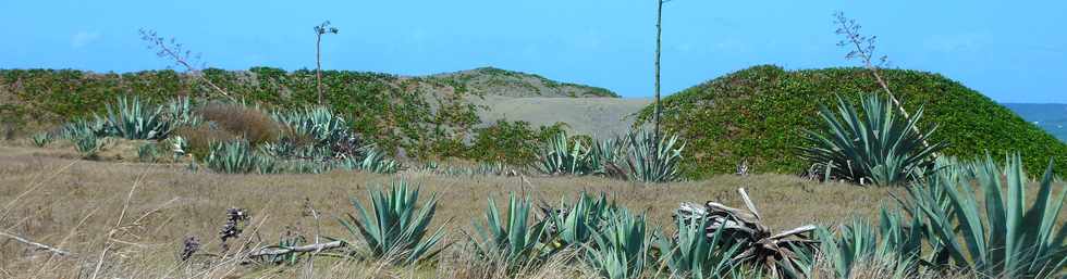 29 octobre 2014 - St-Pierre - Pointe du Diable - Dunes de sable