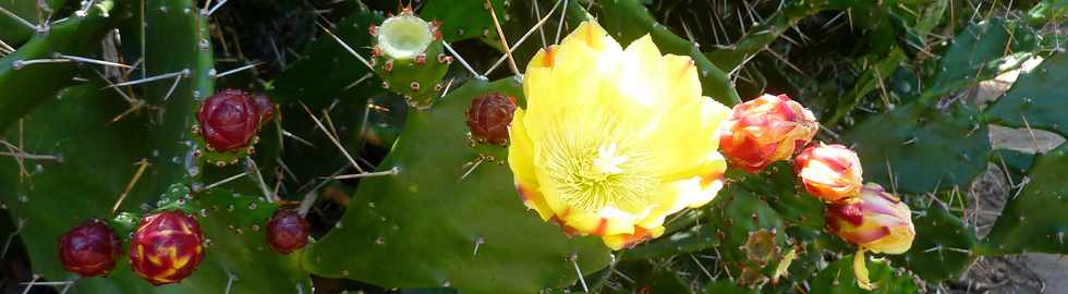 2 novembre 2014 - St-Pierre -  Fleurs de cactus