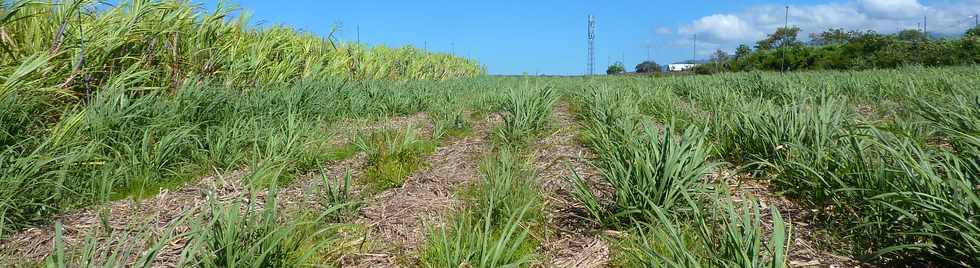 5 novembre 2014 - St-Pierre - Chemin Blainville -