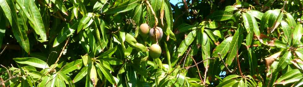 5 novembre 2014 - St-Pierre - Ligne Paradis - Chemin Blainville - Mangues