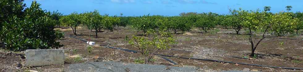 5 novembre 2014 - St-Pierre - Chemin Badamier - Citronniers