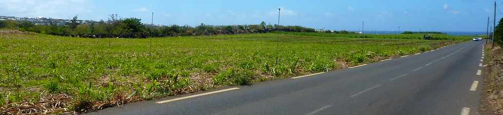 5 novembre 2014 - St-Pierre - Chemin Badamier - Cannes