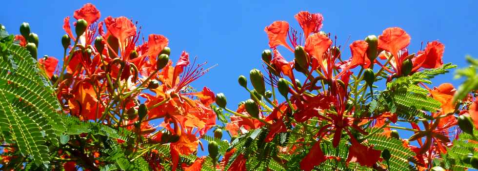 5 novembre 2014 - St-Pierre - Fleurs de flamboyants