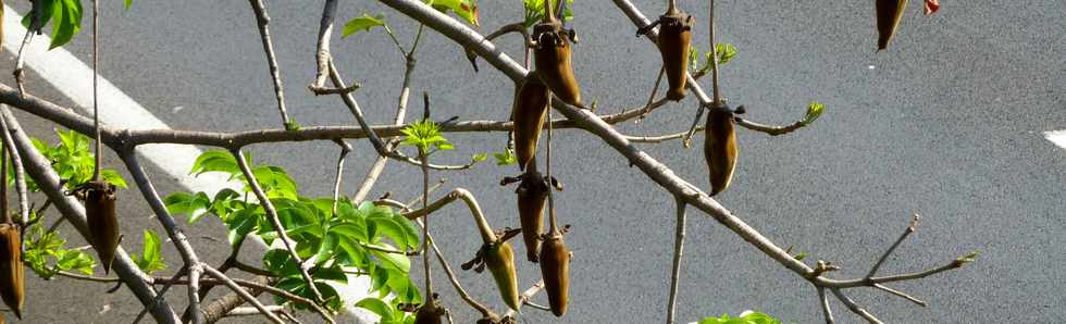 9 novembre 2014 - St-Pierre - Mon Caprice - Baobab