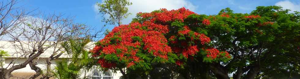 9 novembre 2014 - St-Pierre - Ligne des Bambous - Flamboyant fleuri