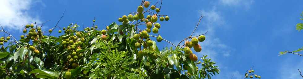 9 novembre 2014 - St-Pierre - Ligne des Bambous - Letchis verts