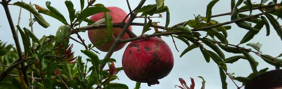 9 novembre 2014 - St-Pierre - Ligne des Bambous - Grenades