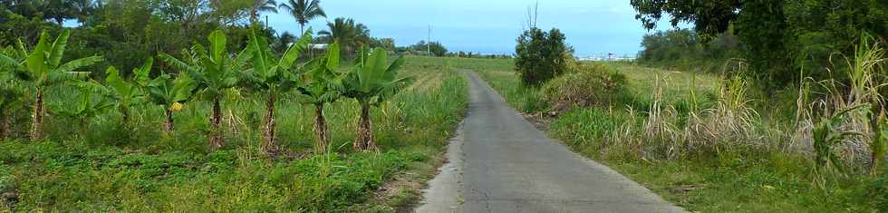 9 novembre 2014 - St-Pierre - Ligne des Bambous - Bananiers