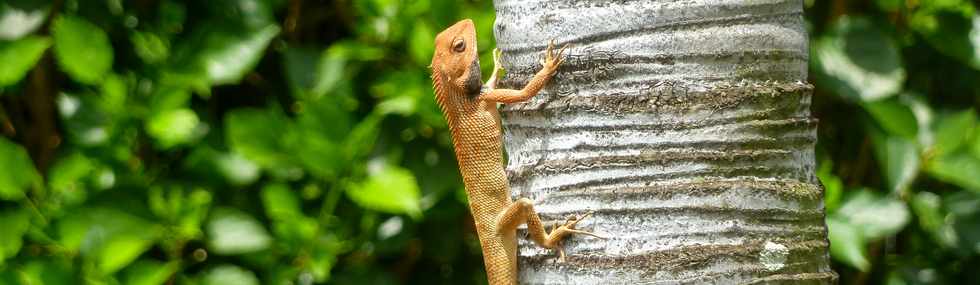 9 novembre 2014 - St-Pierre - Ligne Paradis  - Calotes versicolor