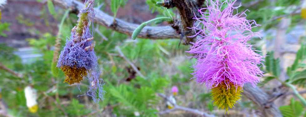 16 novembre 2014 - Route des Tamarins - Opration route libre - Monte aux Colimaons -