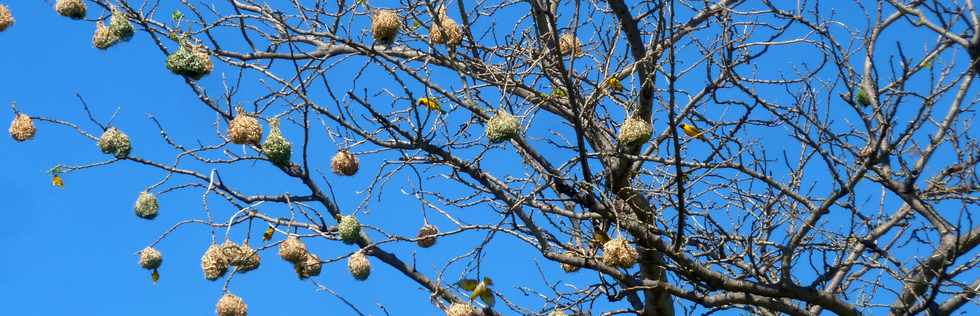 19 novembre 2014 - St-Pierre - Bois d'Olives - Nids de belliers