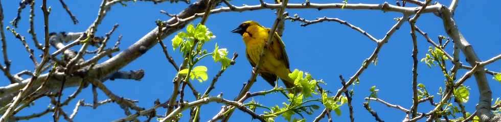 19 novembre 2014 - St-Pierre - Bois d'Olives - Bellier