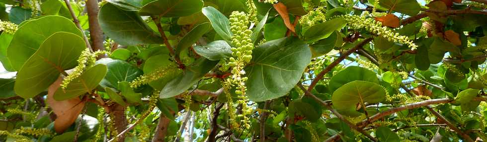 19 novembre 2014 - St-Pierre -  Ravine Blanche - Fleurs de raisiniers