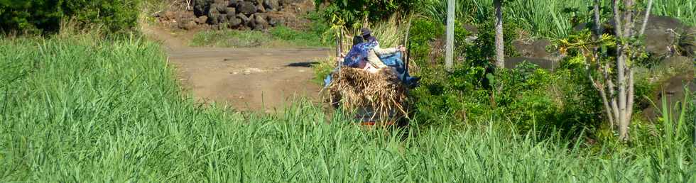 21 novembre 2014 - St-Pierre - Sandy, le charretier de Basse Terre