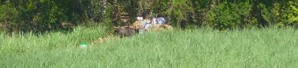 21 novembre 2014 - St-Pierre - Sandy, le charretier de Basse Terre