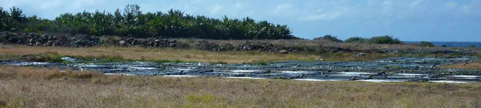 23 novembre 2014 - St-Pierre - Pierrefonds - Le Marais du Sud- Production de sel pi -