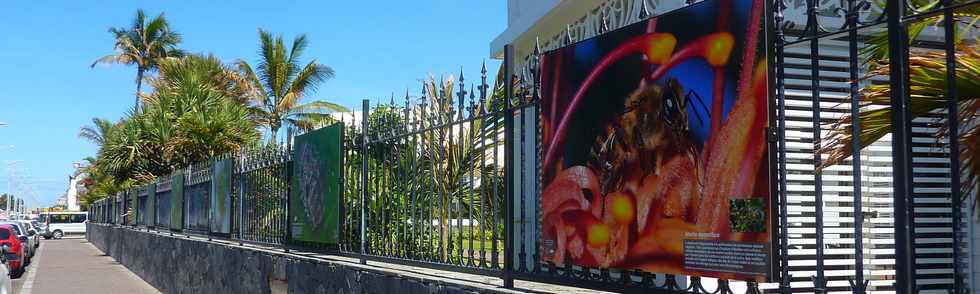 26 novembre 2014 - Exposition des photographies d'Antoine Franck du Cirad  la Villa Delisle, sur le front de mer de Saint-Pierre de la Runion