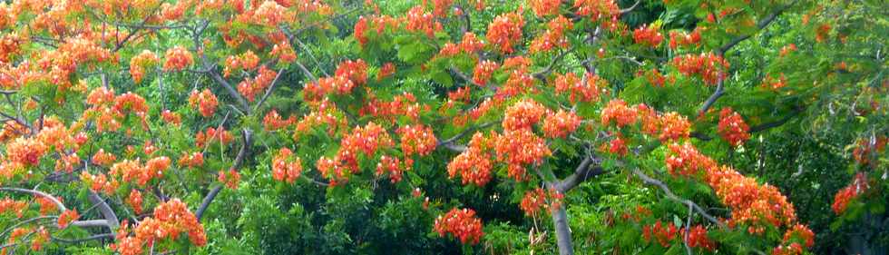 7 dcembre 2014 - Bois d'Olives - Flamboyant en fleurs