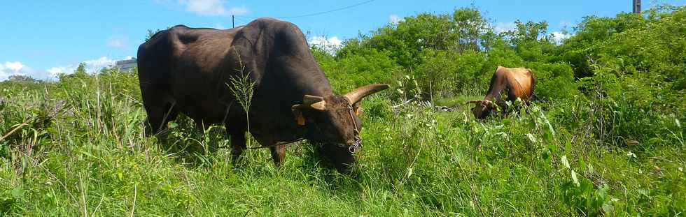 29 janvier 2015 - St-Pierre - Boeufs de Sandy -