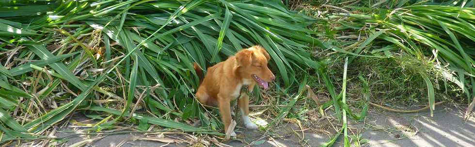 29 janvier 2015 - St-Pierre - Chien de Sandy et cannes fourragres