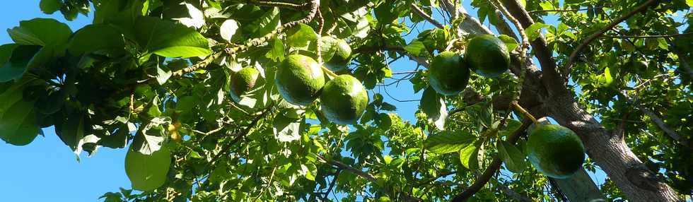 1er fvrier 2015 - St-Pierre - Ligne des Bambous - Avocats