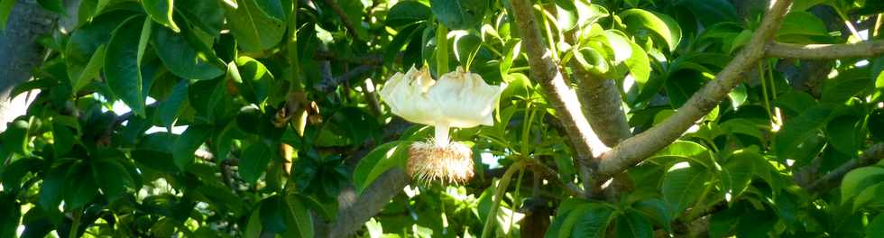 1er fvrier 2015 - St-Pierre - Baobab de Mon Caprice - Fleurs