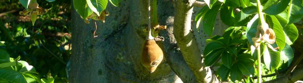 1er février 2015 - St-Pierre - Baobab de Mon Caprice