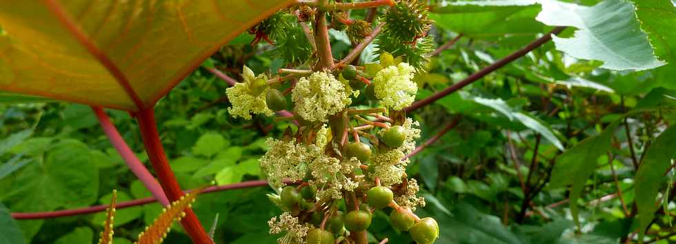 8 fvrier 2015 - St-Pierre - Pierrefonds - Fleurs de tantan