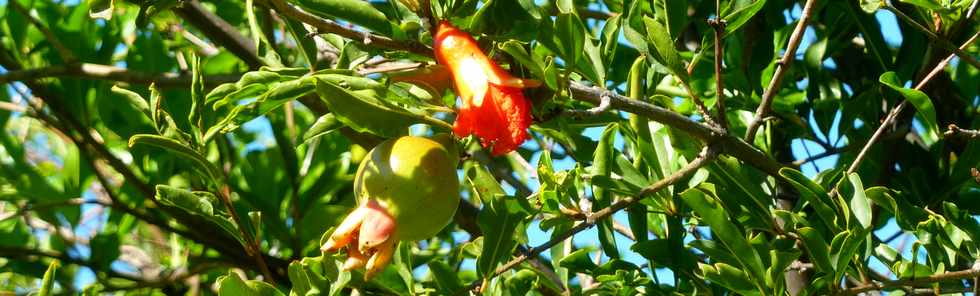 15 fvrier 2015 - St-Pierre - Pierrefonds -  Grenade (fruit)