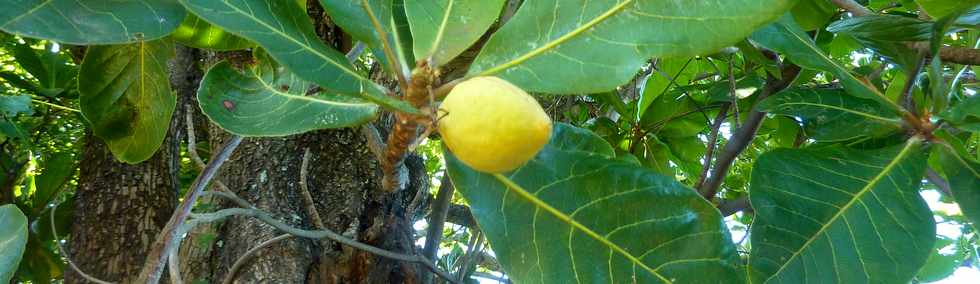 1er mars 2015 - St-Pierre - Fruit du badamier