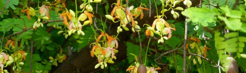 27 mars 2015 - St-Pierre - Bois d'Olives - Fleurs de tamarinier