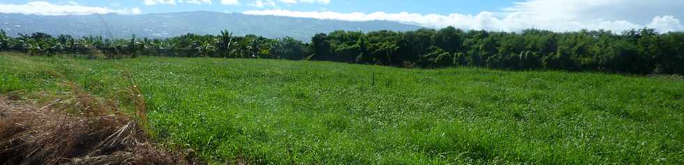 12 avril 2015 - St-Pierre - Pierrefonds - Herbages