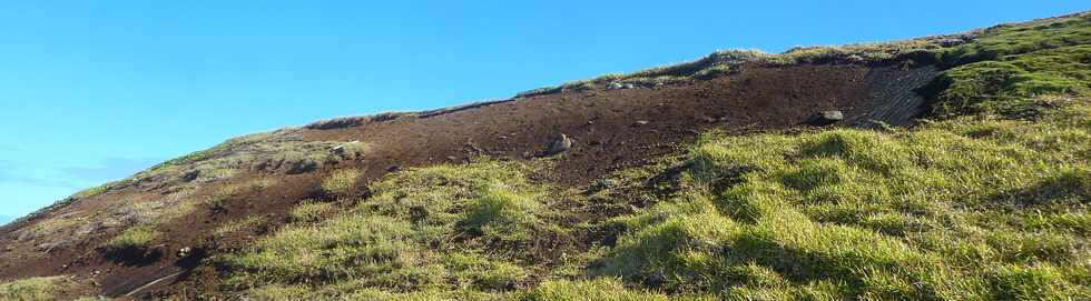 19 avril 2015 - St-Pierre - Cap Rond